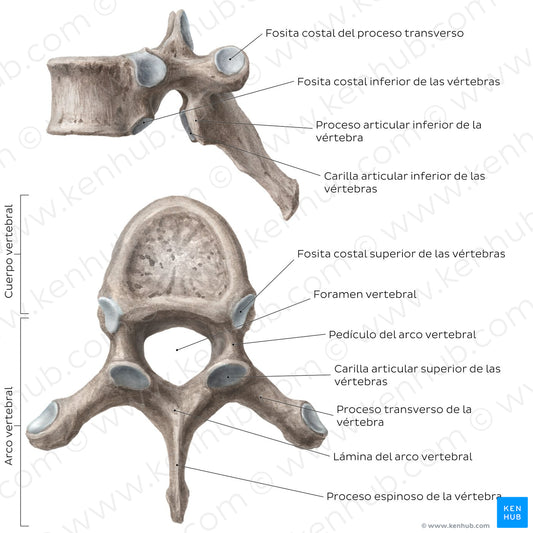Typical thoracic vertebra (Spanish)