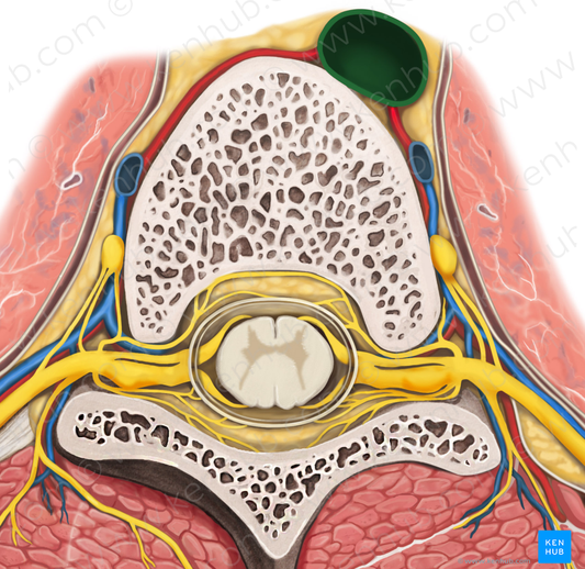 Descending thoracic aorta (#744)