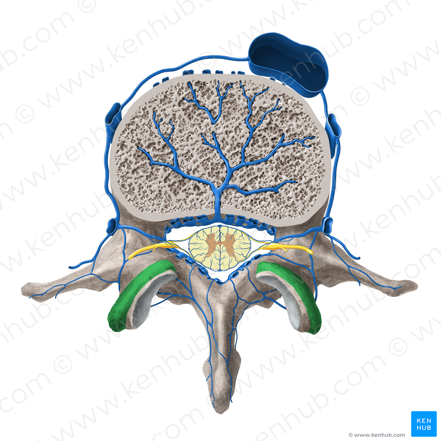 Mammillary process of lumbar vertebra (#8215)