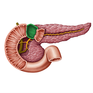 Superior part of duodenum (#13948)