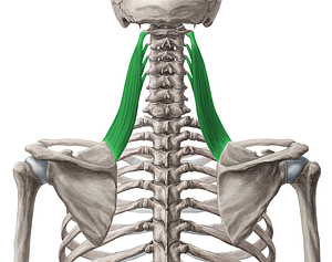 Levator scapulae muscle (#5563)