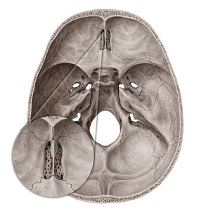 Anterior ethmoidal foramen (#20039)