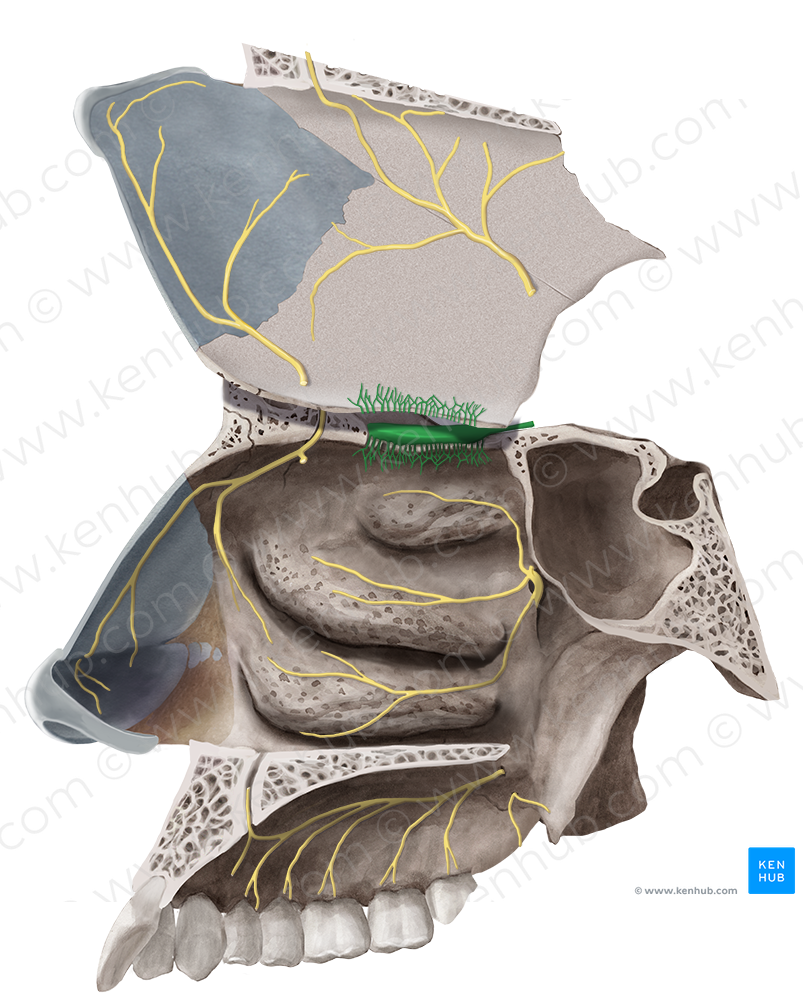 Olfactory nerve (#6623)