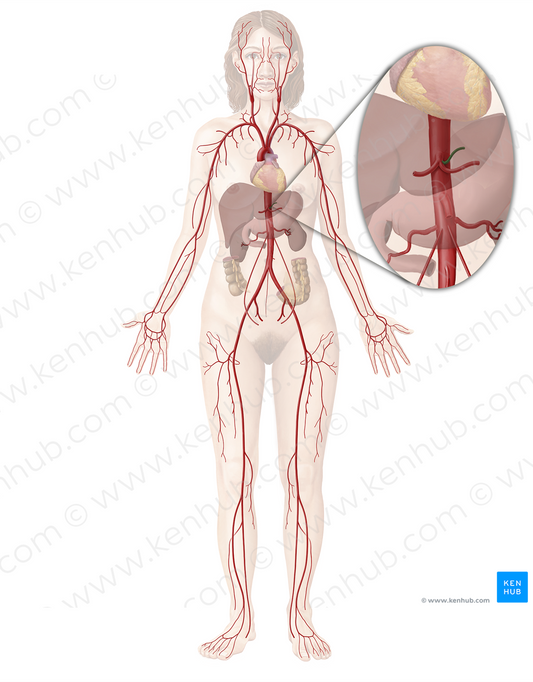 Left gastric artery (#1279)