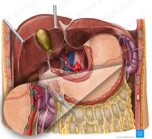 Left gastroomental lymph nodes (#7002)