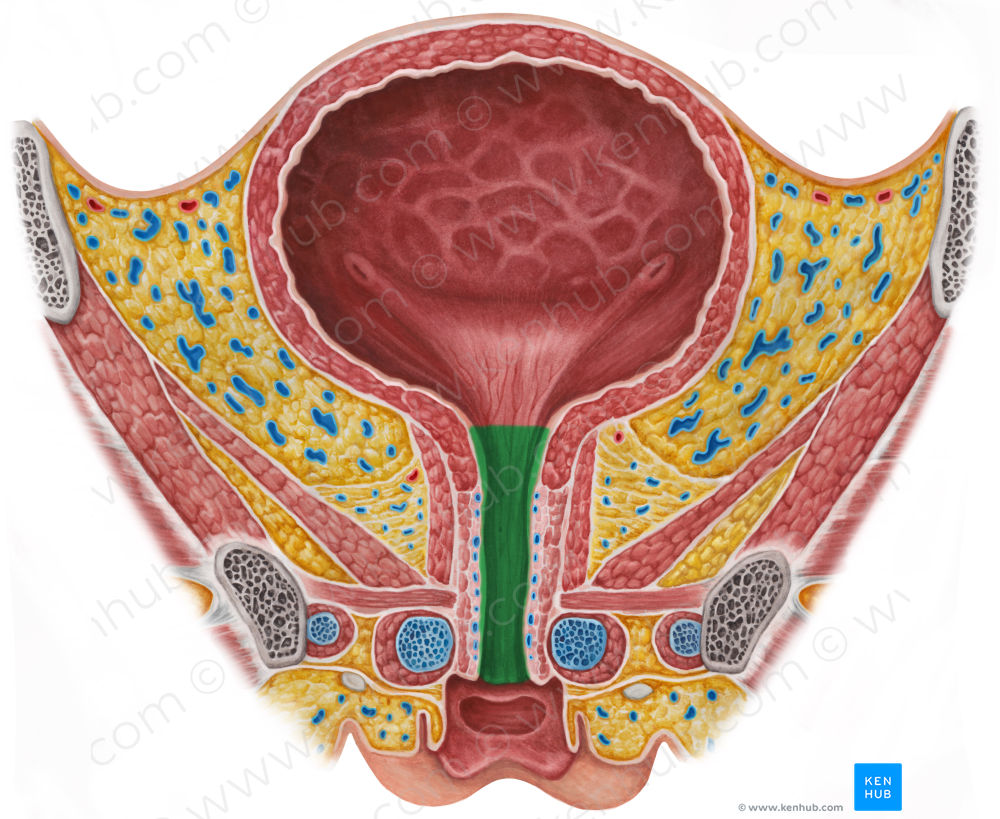 Female urethra (#19202)