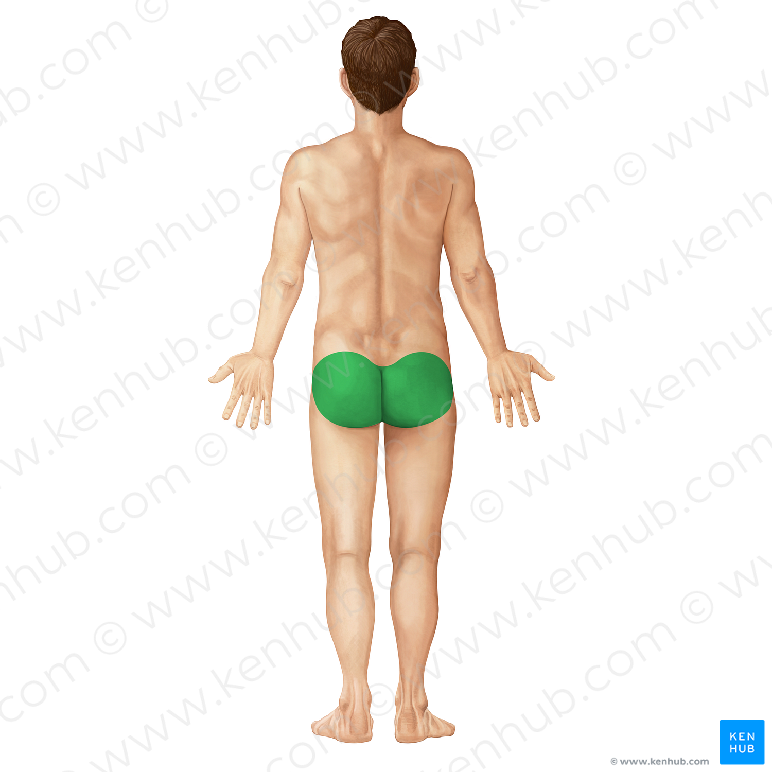 Gluteal region (#212)