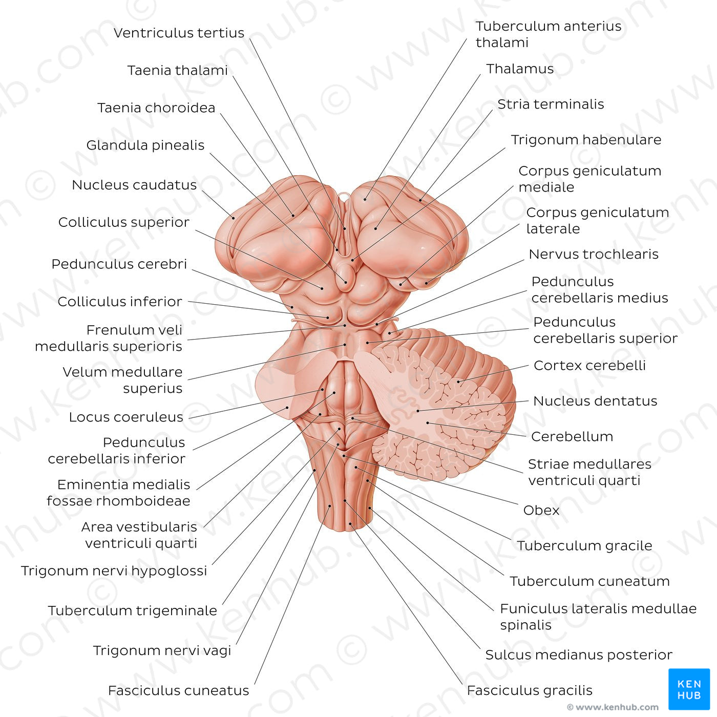 Brainstem and related structures (Latin)