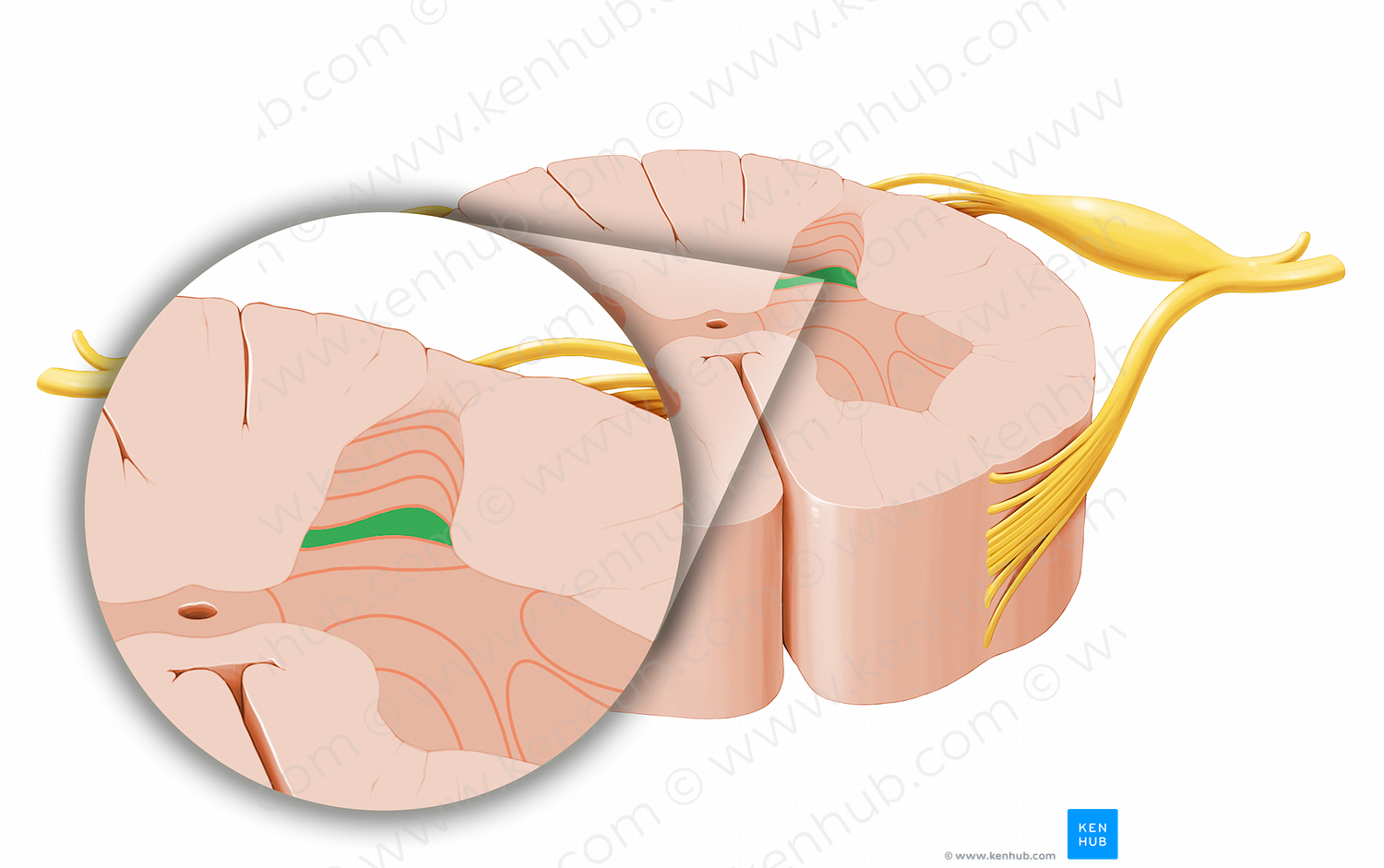 Lamina V (#12043)