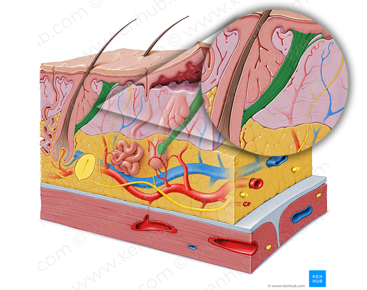 Arrector muscle of hair (#5202)