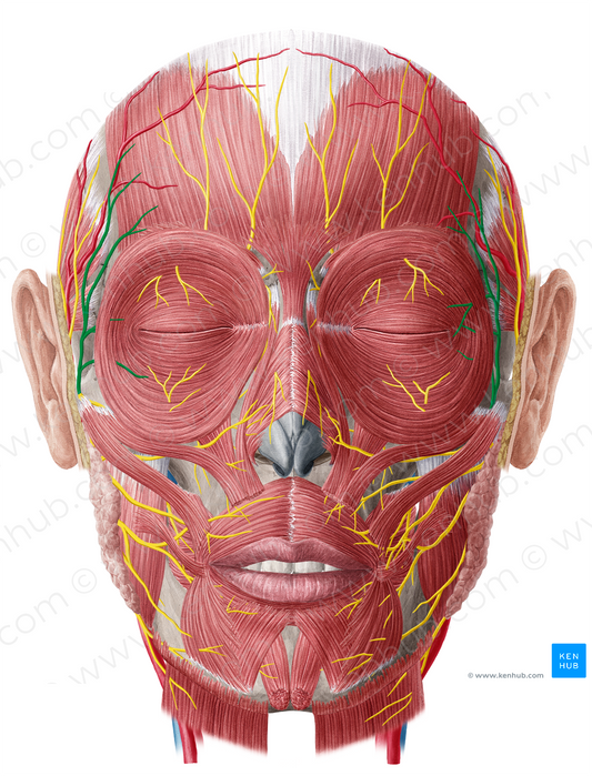 Temporal branches of facial nerve (#8570)