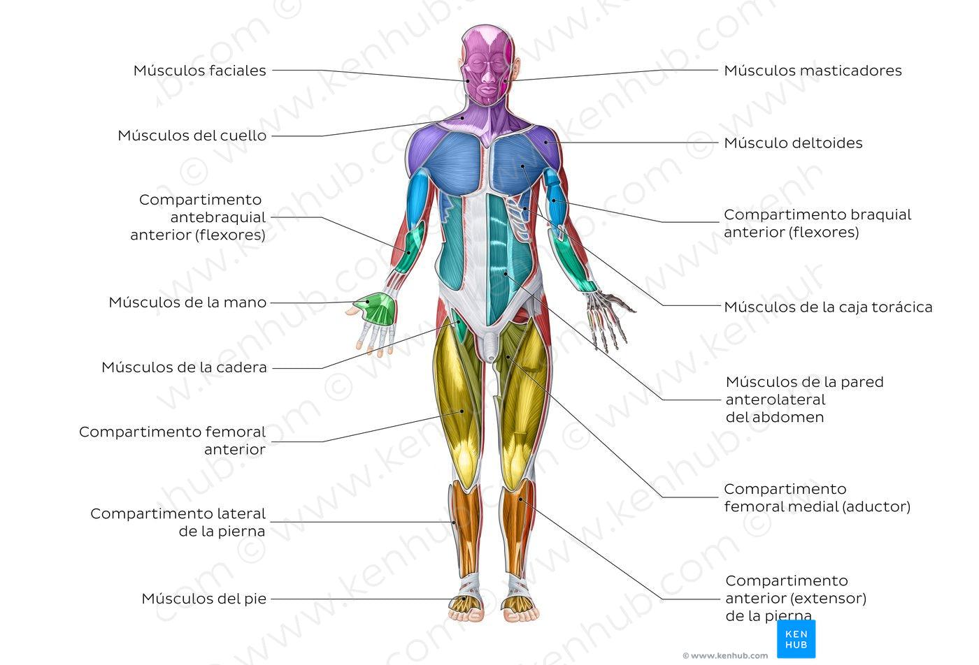 Muscular system (Spanish)