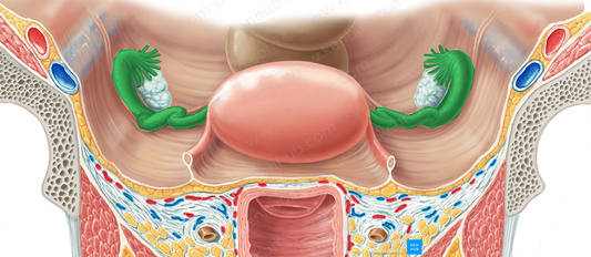 Uterine tube (#9684)