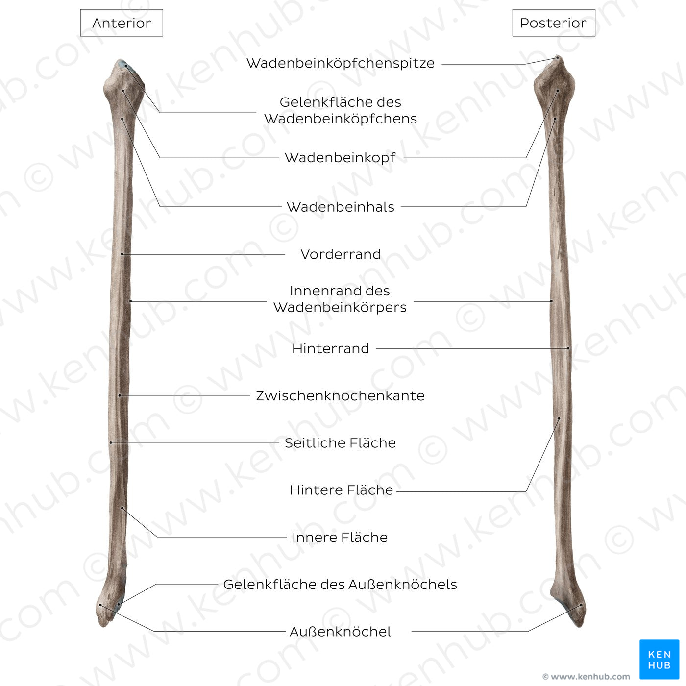 Fibula (German)