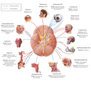 12 cranial nerves (diagram) (English)