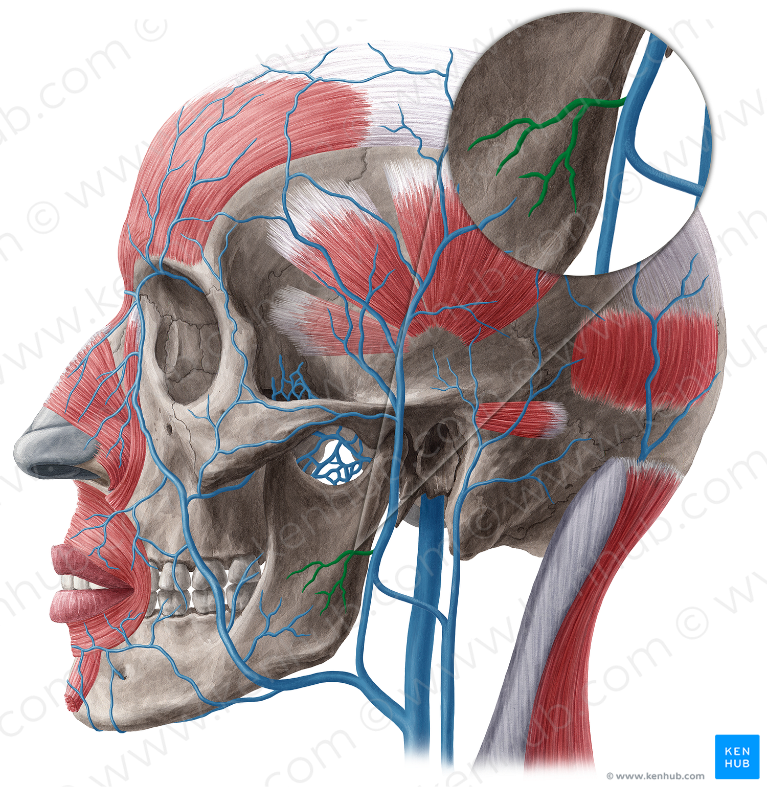 Parotid veins (#20501)