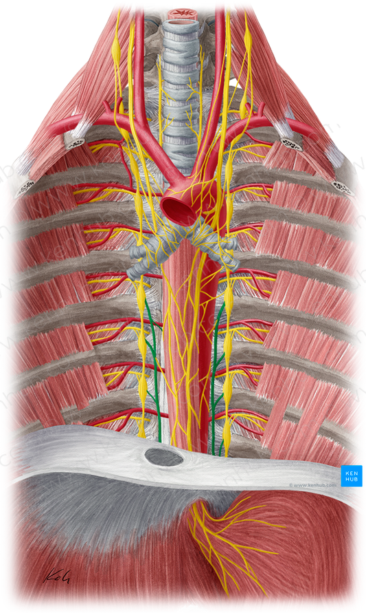 Greater thoracic splanchnic nerve (#6765)