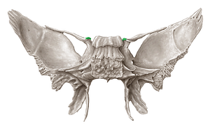 Anterior clinoid process of sphenoid bone (#8187)