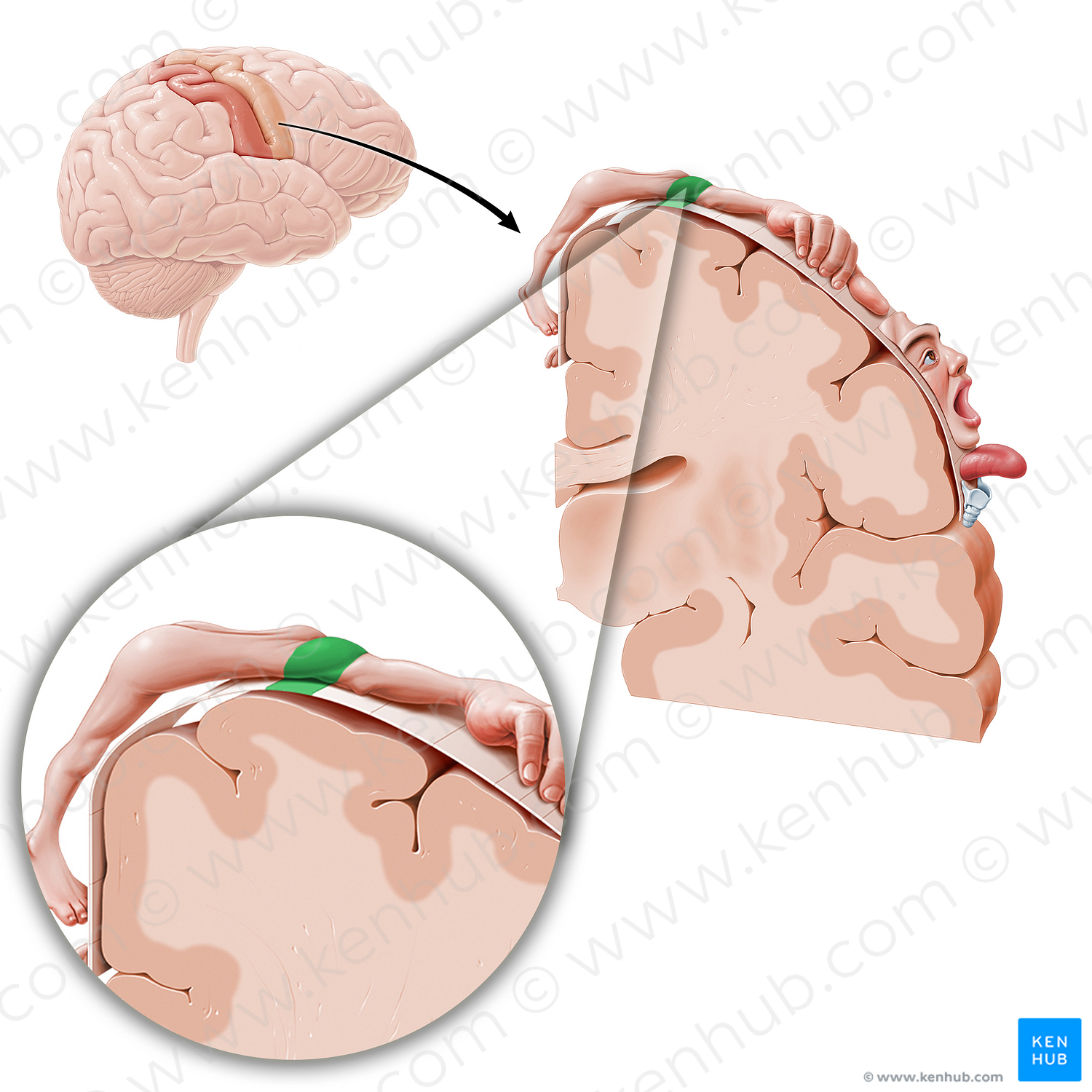 Motor cortex of shoulder (#11082)