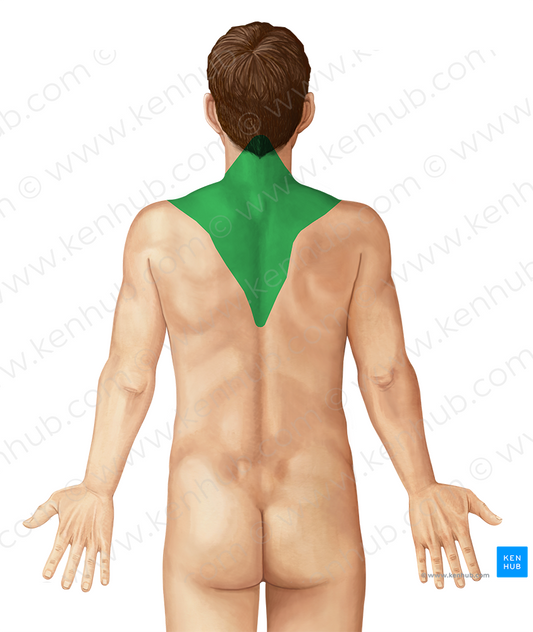 Trapezius muscle (#6149)