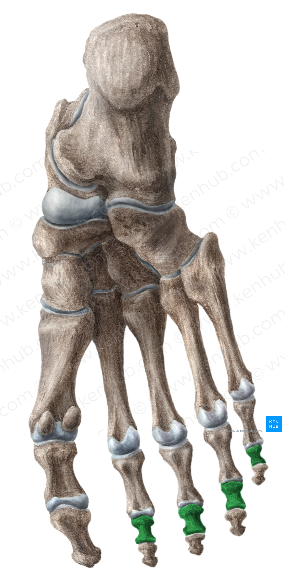Middle phalanges of foot (#7894)