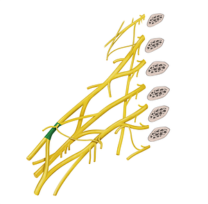 Lateral cord of brachial plexus (#3603)