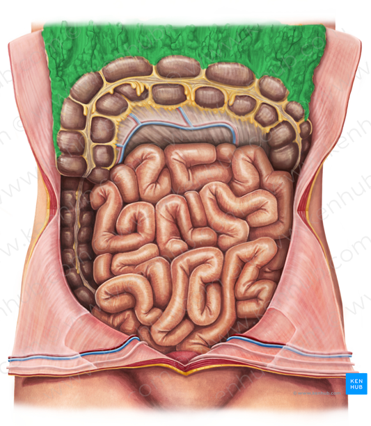 Greater omentum (#7313)