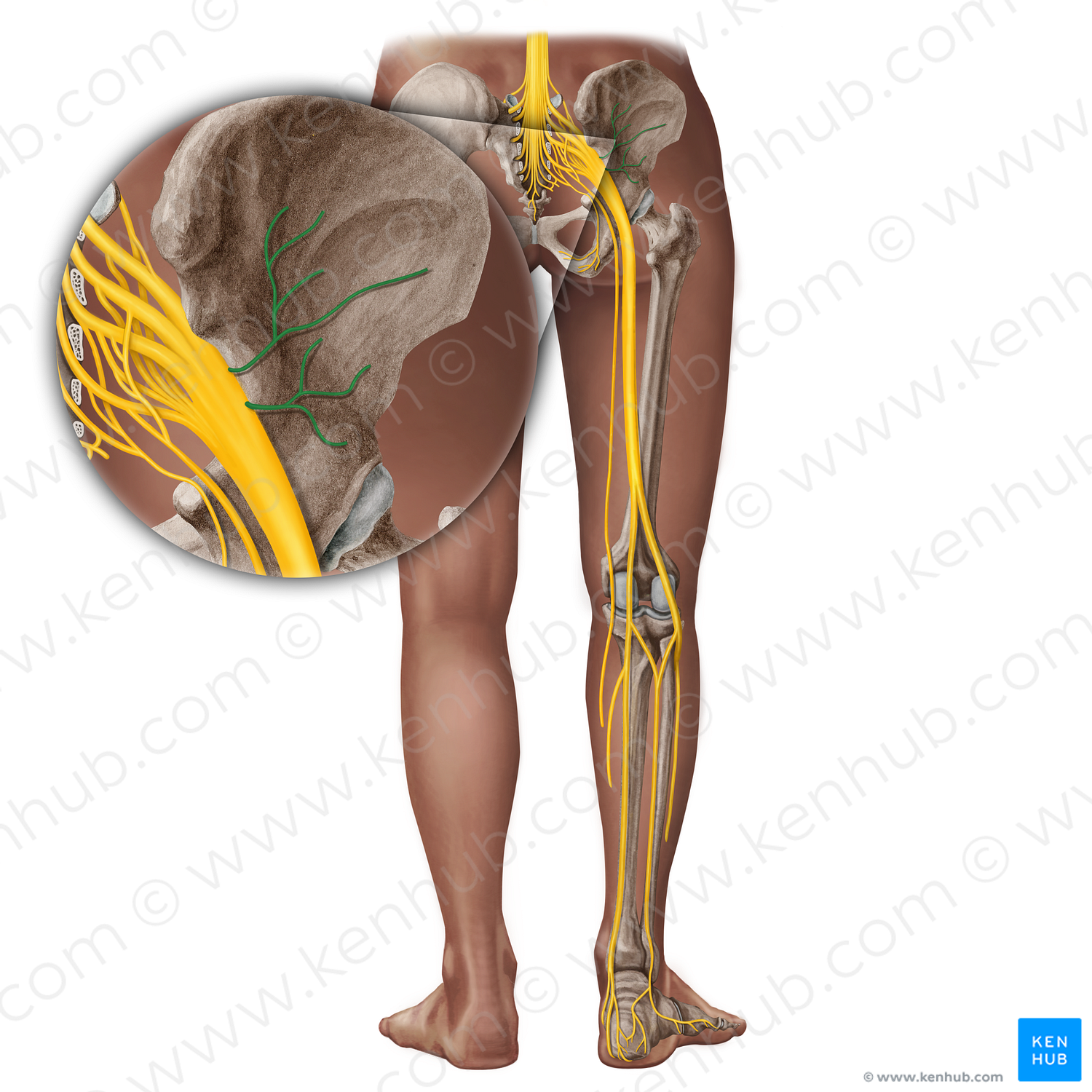 Gluteal nerves (#19354)