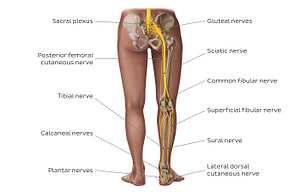 Main nerves of the lower limb - posterior (English)