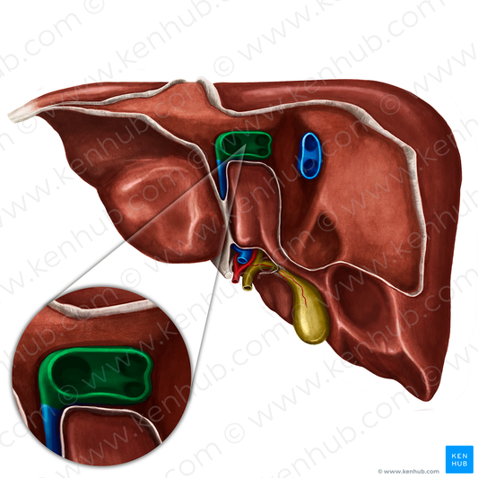 Left and intermediate hepatic veins (#10151)