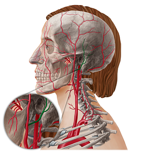 Posterior auricular artery (#21802)