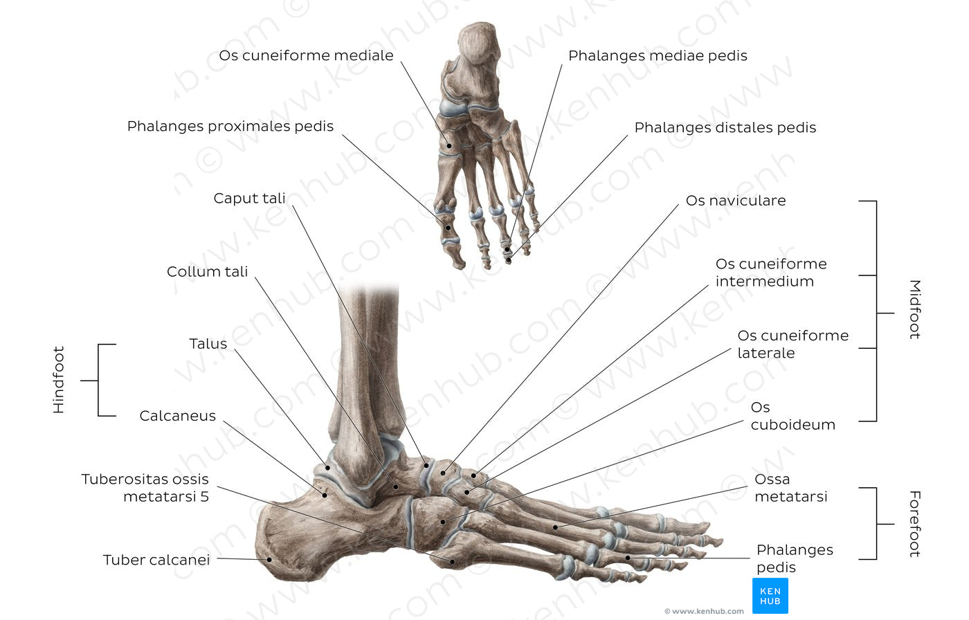 Bones of the foot (EN headlines) (Latin)