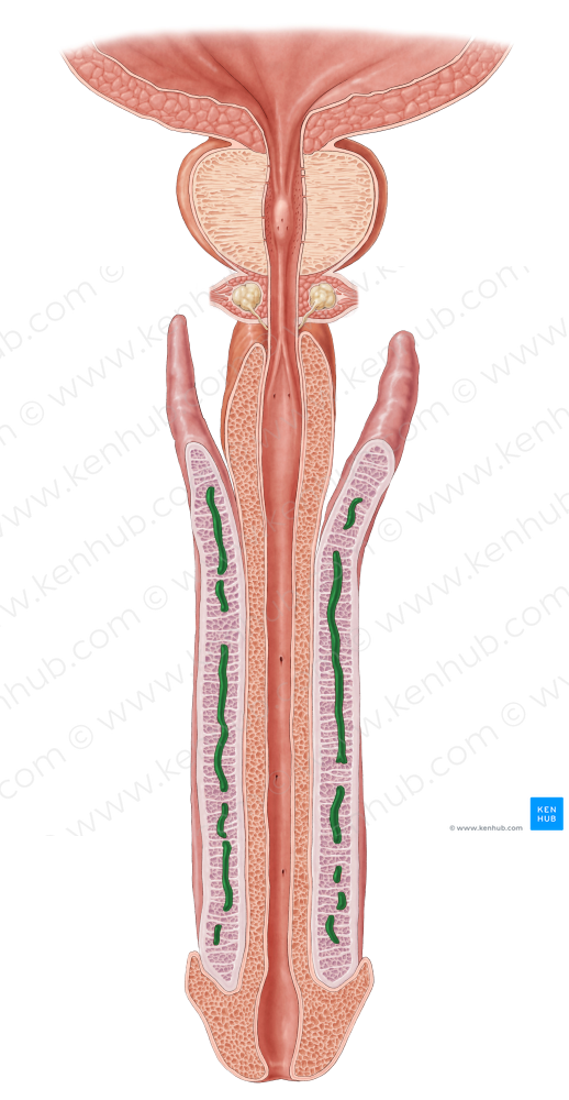 Deep artery of penis (#1661)