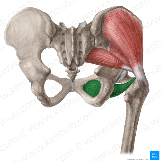 Obturator externus muscle (#5665)