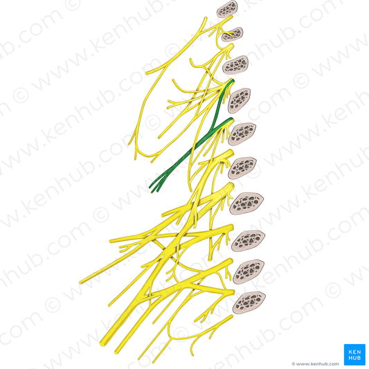 Supraclavicular nerves (#6283)