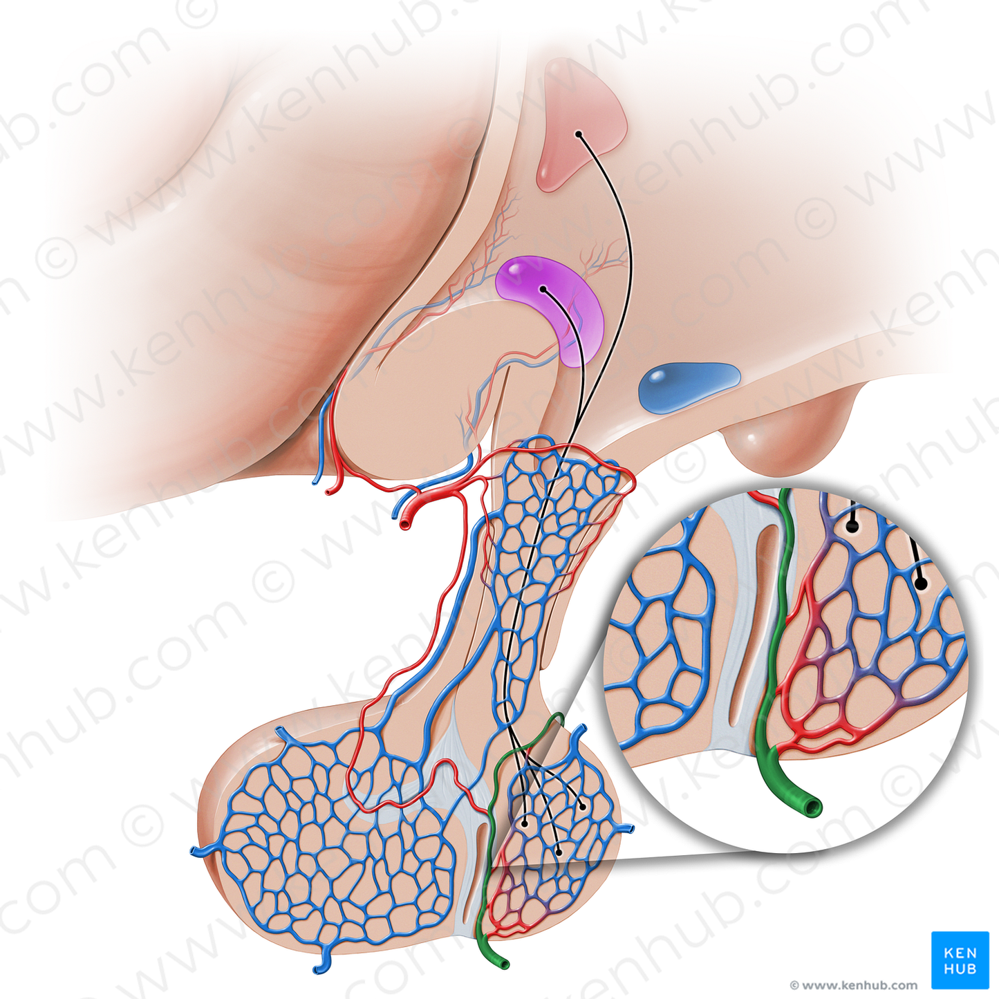 Inferior hypophyseal artery (#16247)