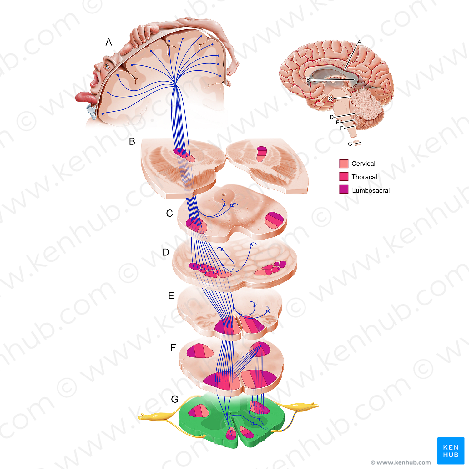 Spinal cord (#11227)