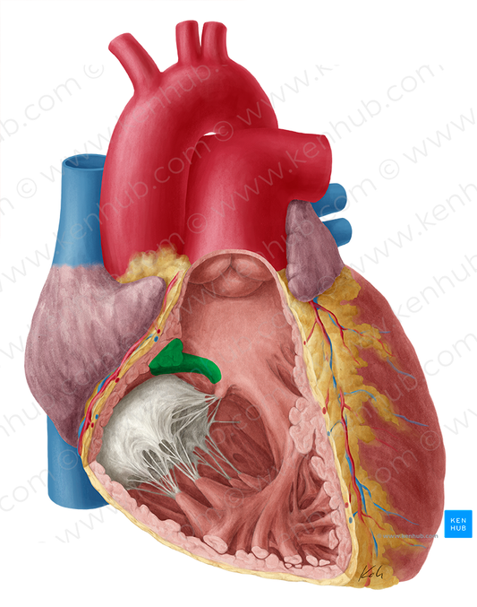 Supraventricular crest (#3136)