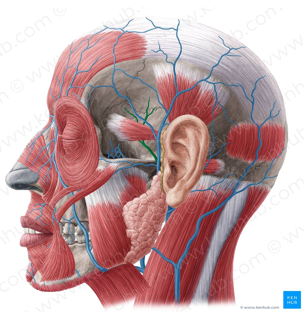 Middle temporal vein (#10624)