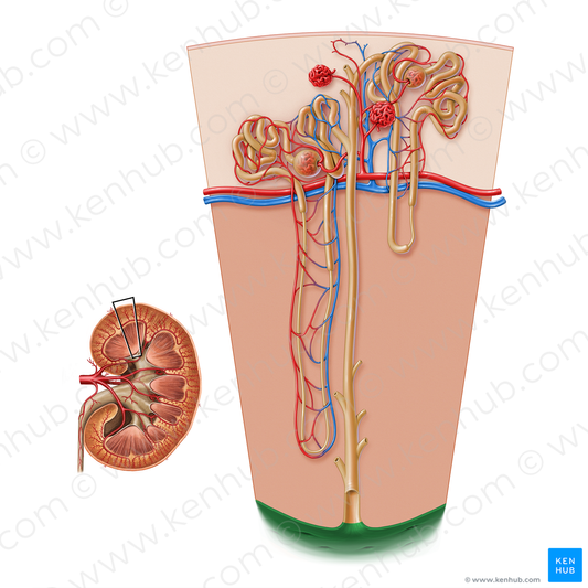 Renal papilla (#17199)