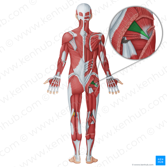 Piriformis muscle (#18720)