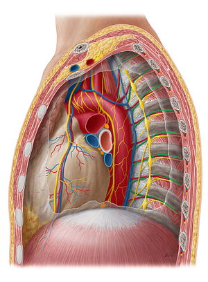 Posterior intercostal vein (#10165)