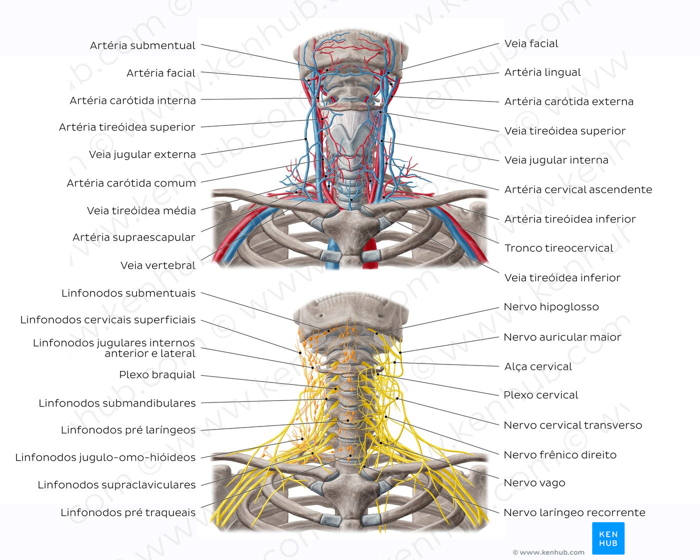 Neurovasculature and lymph nodes of the neck (Portuguese)