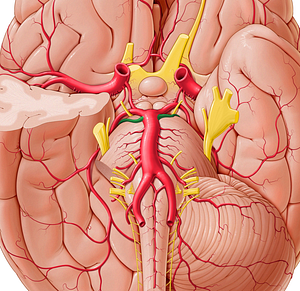 Superior cerebellar artery (#1006)