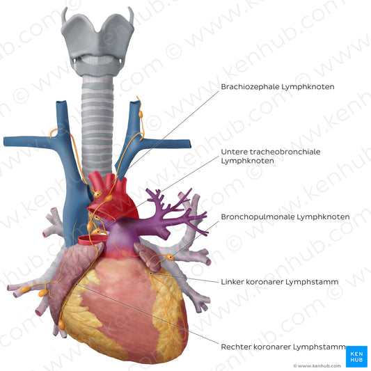 Lymphatics of the heart (German)