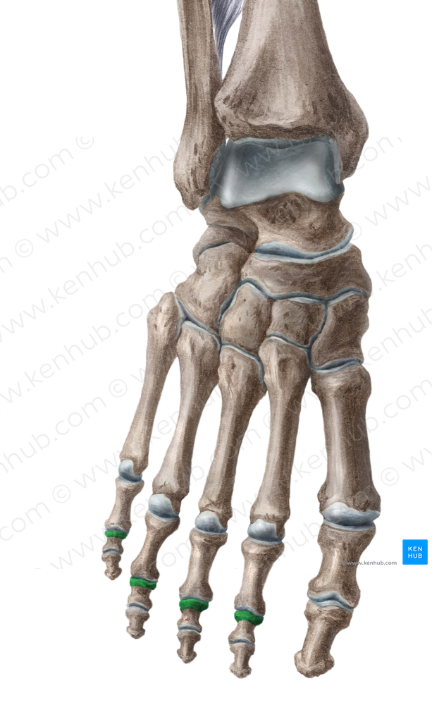 Bases of middle phalanges of 2nd-5th toes (#2149)