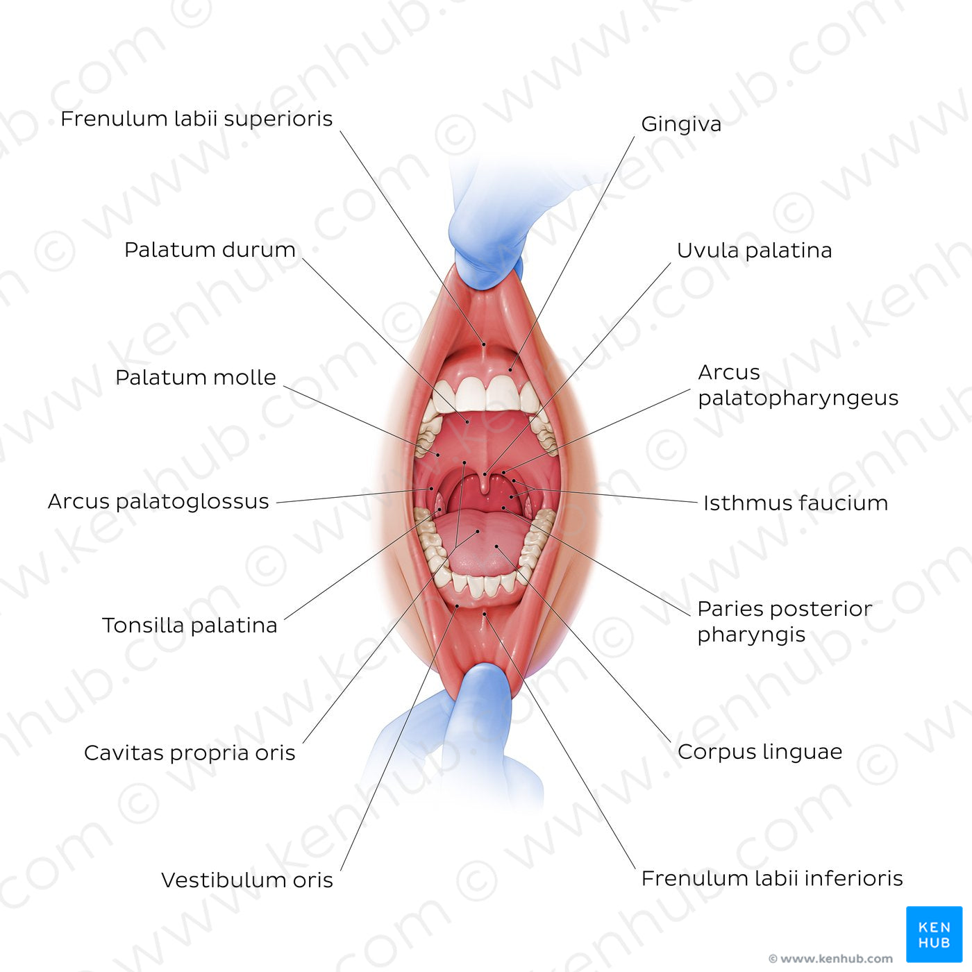 Overview of the oral cavity (Latin)