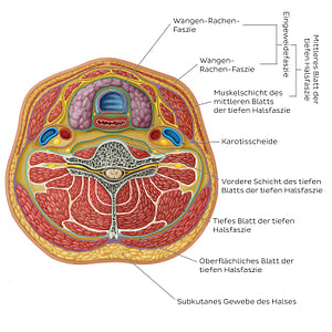Cervical fascia (German)