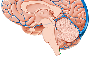 Posteromedian medullary vein (#10404)