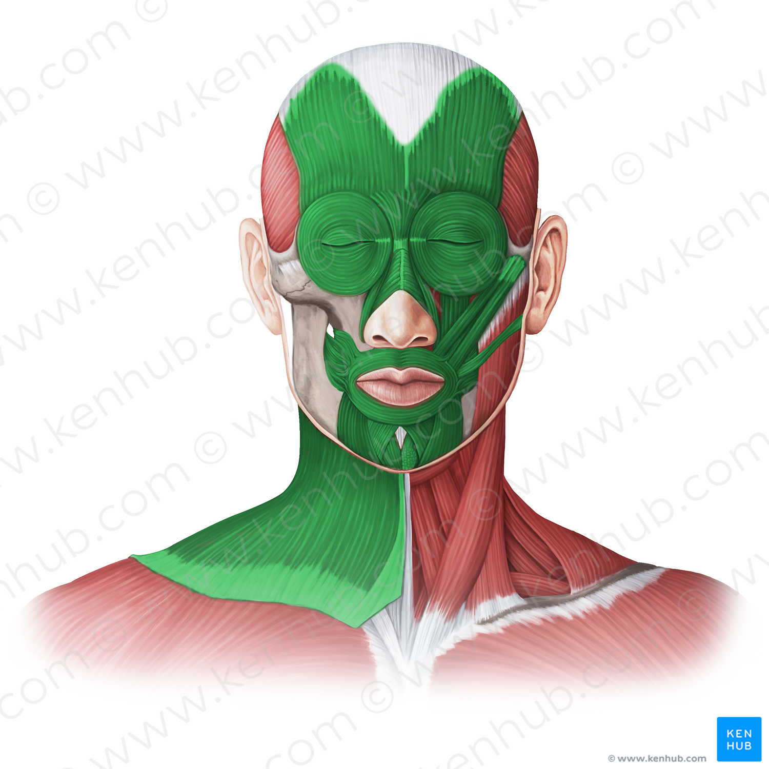 Muscles Of Facial Expression (#20076) – Kenhub Image License Store